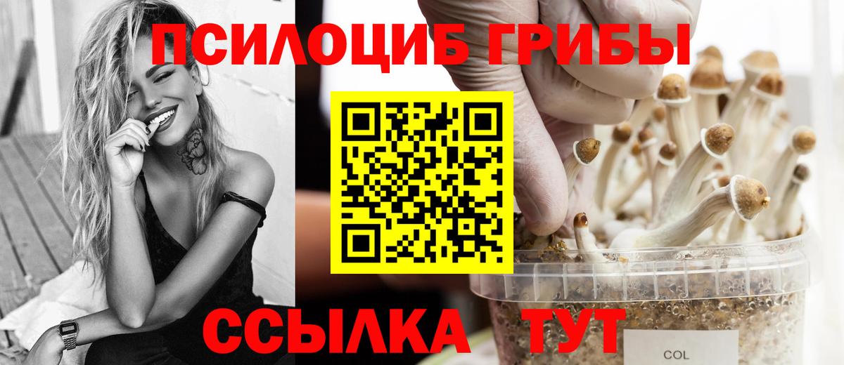 Галлюциногенные грибы Psilocybe  где продают   Новоалександровск  Вход с VPN 